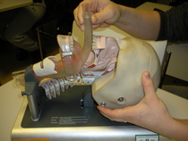 Larynxmaski paikoillaan.