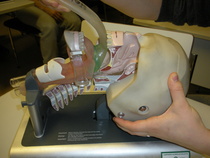 Larynxmaskin asentaminen harjoituspäähän.